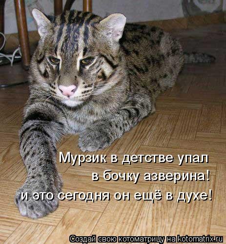 Мурзик в детстве упал в бочку азверина! и это сегодня он ещё в духе!... Котоматрица: Мурзик в детстве упал в бочку азверина! и это сегодня он ещё в духе!