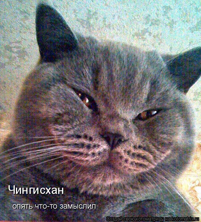 Чингисхан опять что-то замыслил... Котоматрица: Чингисхан опять что-то замыслил
