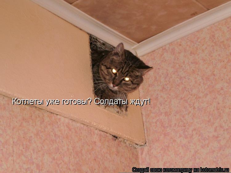 Котлеты уже готовы? Солдаты ждут!... Котоматрица: Котлеты уже готовы? Солдаты ждут!