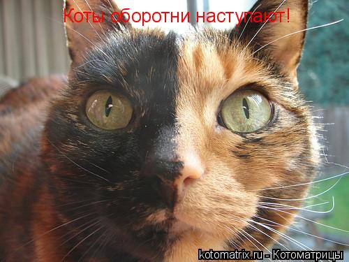 Коты оборотни наступают!... Котоматрица: Коты оборотни наступают!