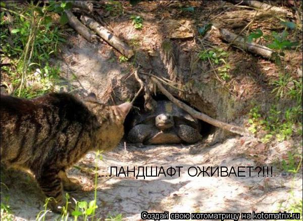 ...ЛАНДШАФТ ОЖИВАЕТ?!!!... Котоматрица: ...ЛАНДШАФТ ОЖИВАЕТ?!!!