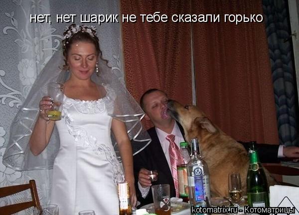 нет, нет шарик не тебе сказали горько... Котоматрица: нет, нет шарик не тебе сказали горько