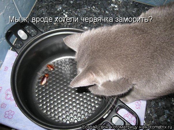 Мы,ж, вроде хотели червячка заморить?... Котоматрица: Мы,ж, вроде хотели червячка заморить?