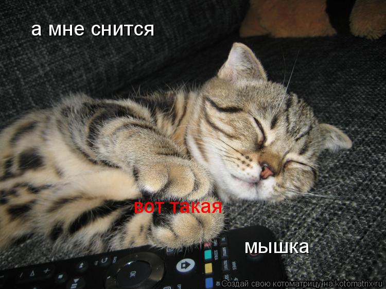 а мне снится вот такая мышка... Котоматрица: а мне снится вот такая мышка