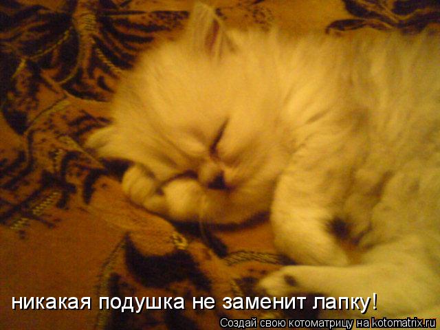 никакая подушка не заменит лапку!... Котоматрица: никакая подушка не заменит лапку!