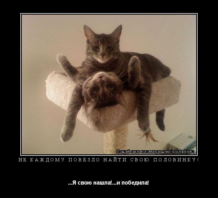 Не каждому повезло найти свою половинку! ...Я свою нашла!...и победила!... Котоматрица: Не каждому повезло найти свою половинку! ...Я свою нашла!...и победила!