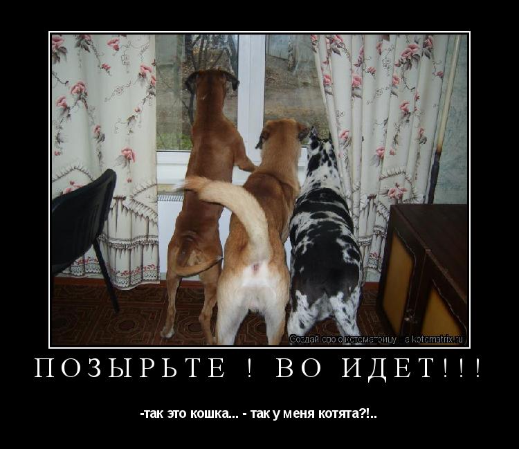 позырьте ! во идёт!!! -так это кошка... - так у меня котята?!..... Котоматрица: позырьте ! во идёт!!! -так это кошка... - так у меня котята?!..