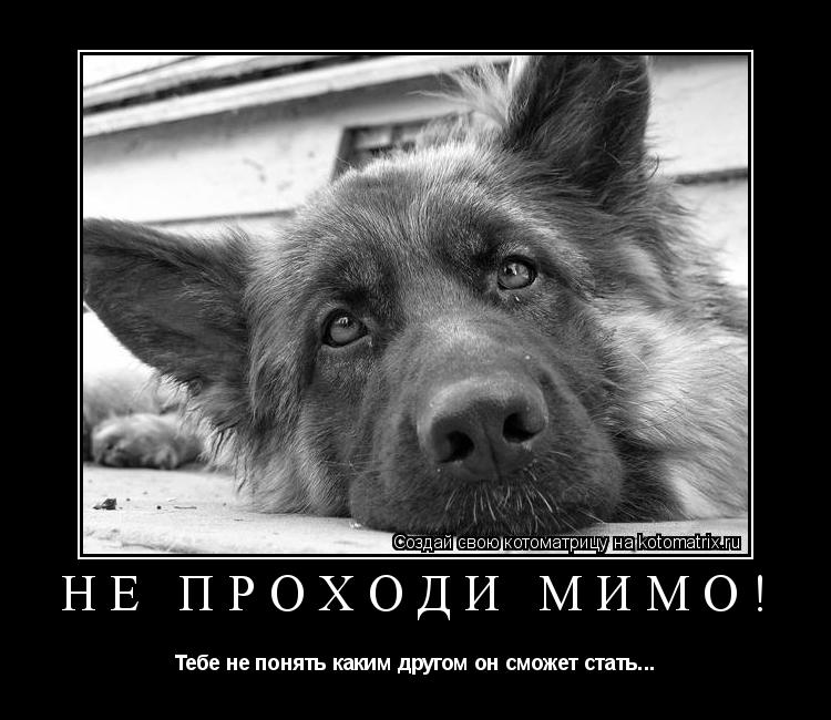 Котоматрица: Не проходи мимо! Тебе не понять каким другом он сможет стать...