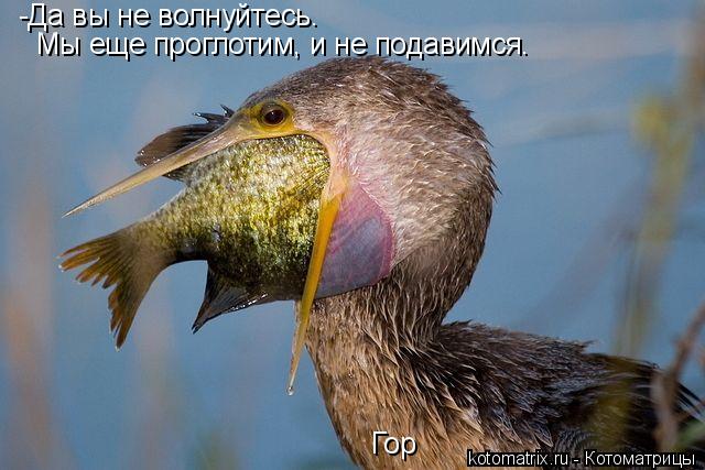 Гор -Да вы не волнуйтесь. Мы еще проглотим, и не подавимся.... Котоматрица: Гор -Да вы не волнуйтесь. Мы еще проглотим, и не подавимся.