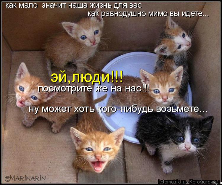 Котоматрица: как мало  значит наша жизнь для вас как равнодушно мимо вы идете... эй,люди!!! посмотрите же на нас!!! ну может хоть кого-нибудь возьмете...