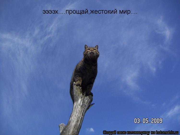 ээээх....прощай,жестокий мир....... Котоматрица: ээээх....прощай,жестокий мир....