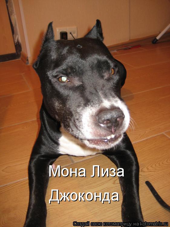 Джоконда Мона Лиза... Котоматрица: Джоконда Мона Лиза