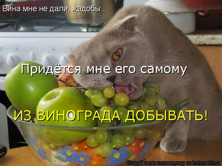 Вина мне не дали, жадобы... Придётся мне его самому ИЗ ВИНОГРАДА ДОБЫВАТЬ!... Котоматрица: Вина мне не дали, жадобы... Придётся мне его самому ИЗ ВИНОГРАДА ДОБЫВАТЬ!