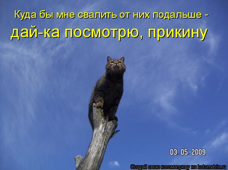 Куда бы мне свалить от них подальше - дай-ка посмотрю, прикину... Котоматрица: Куда бы мне свалить от них подальше - дай-ка посмотрю, прикину