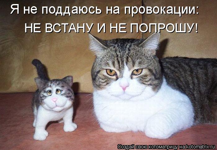 Я не поддаюсь на провокации: НЕ ВСТАНУ И НЕ ПОПРОШУ!... Котоматрица: Я не поддаюсь на провокации: НЕ ВСТАНУ И НЕ ПОПРОШУ!