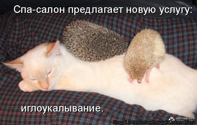 Спа-салон предлагает новую услугу: иглоукалывание.... Котоматрица: Спа-салон предлагает новую услугу: иглоукалывание.
