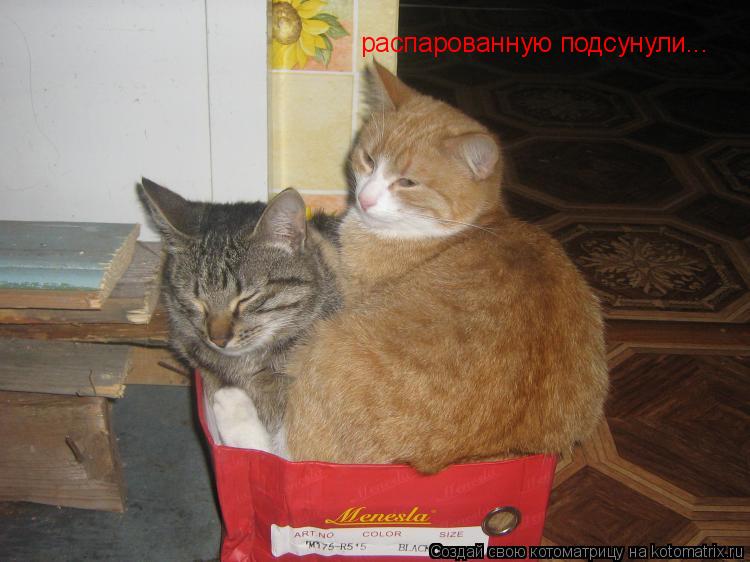 распарованную подсунули...... Котоматрица: распарованную подсунули...