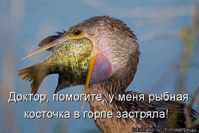 Доктор, помогите, у меня рыбная косточка в горле застряла!... Котоматрица: Доктор, помогите, у меня рыбная косточка в горле застряла!