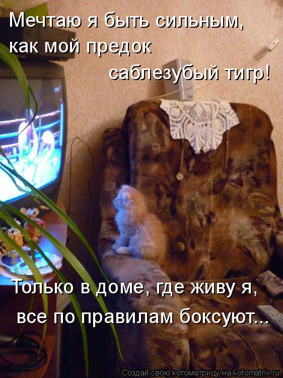 Мечтаю я быть сильным, как мой предок саблезубый тигр! Только в доме, где живу я, все по правилам б... Котоматрица: Мечтаю я быть сильным, как мой предок саблезубый тигр! Только в доме, где живу я, все по правилам боксуют...