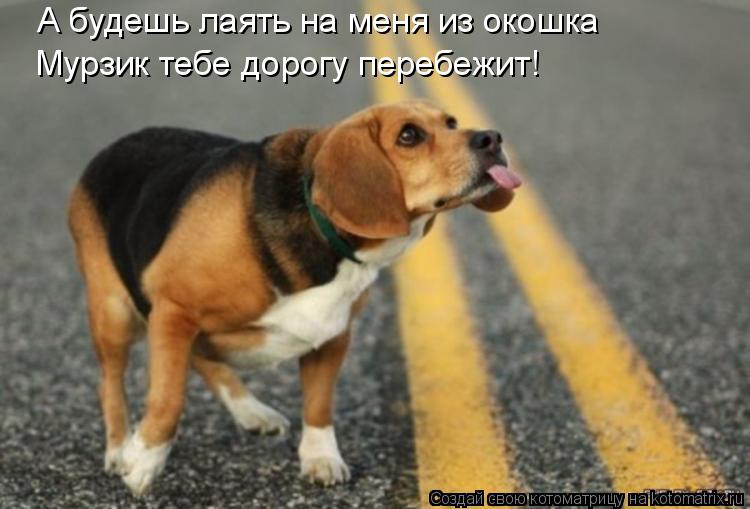 А будешь лаять на меня из окошка Мурзик тебе дорогу перебежит!... Котоматрица: А будешь лаять на меня из окошка Мурзик тебе дорогу перебежит!