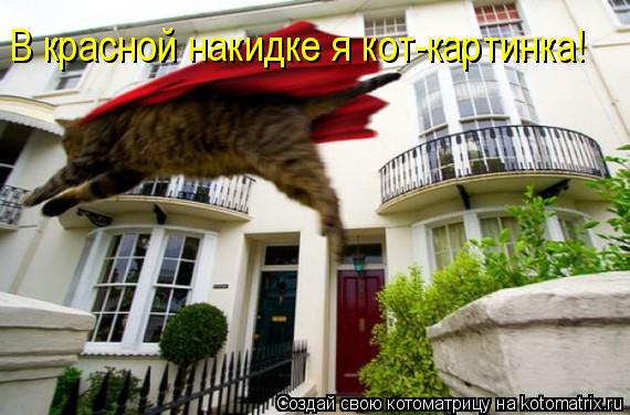 В красной накидке я кот-картинка!... Котоматрица: В красной накидке я кот-картинка!