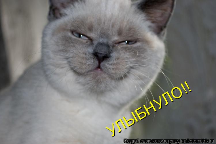 УЛЫБНУЛО!!... Котоматрица: УЛЫБНУЛО!!