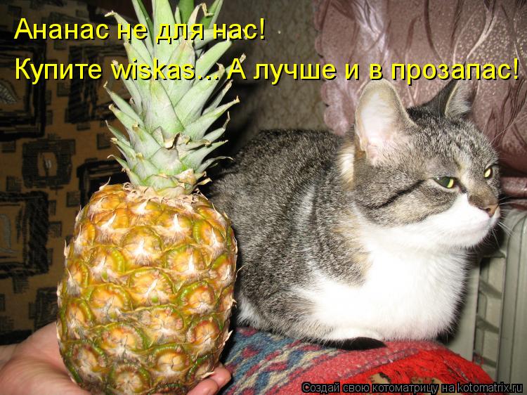 Ананас не для нас! Купите wiskas... А лучше и в прозапас!... Котоматрица: Ананас не для нас! Купите wiskas... А лучше и в прозапас!