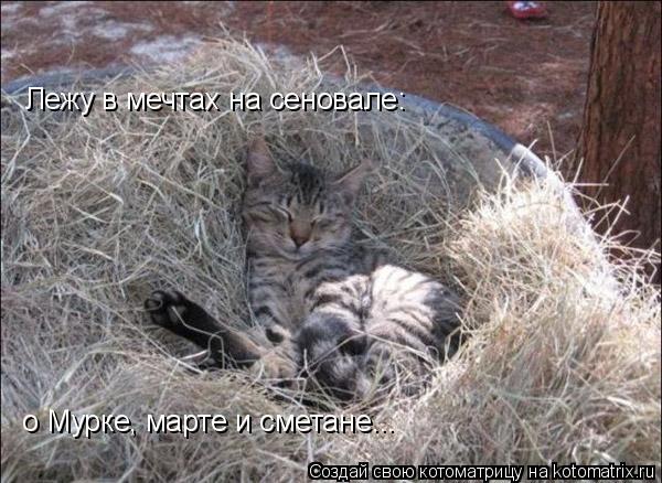 Лежу в мечтах на сеновале: о Мурке, марте и сметане...... Котоматрица: Лежу в мечтах на сеновале: о Мурке, марте и сметане...