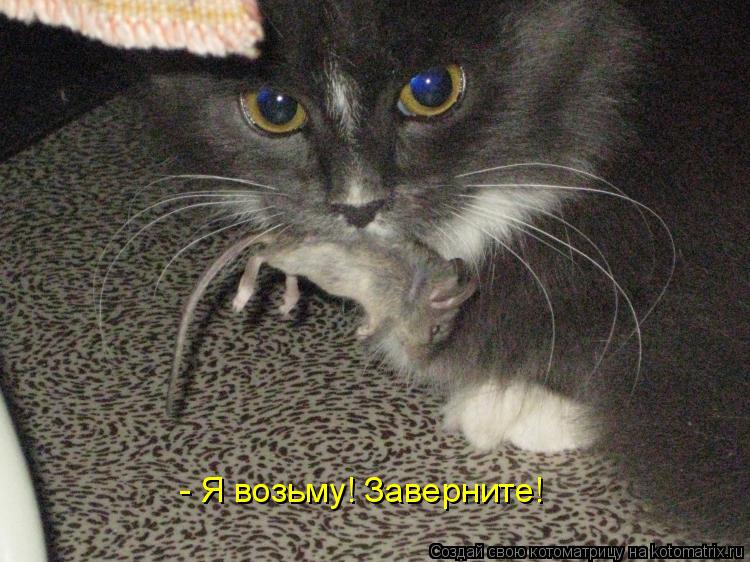 - Я возьму! Заверните!... Котоматрица: - Я возьму! Заверните!