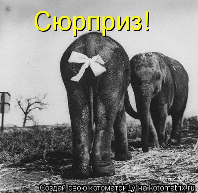 Сюрприз!... Котоматрица: Сюрприз!