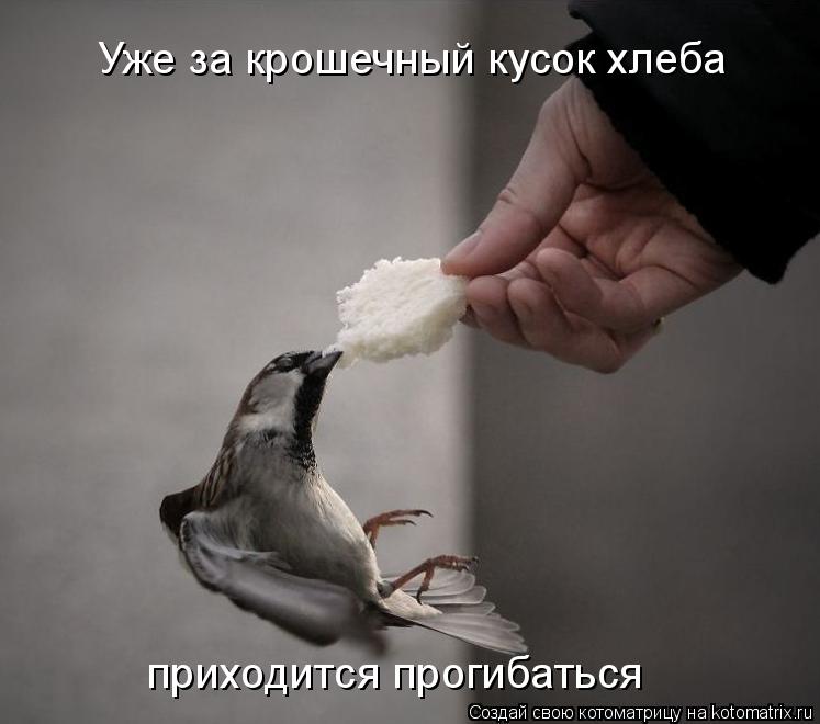 Уже за крошечный кусок хлеба приходится прогибаться... Котоматрица: Уже за крошечный кусок хлеба приходится прогибаться