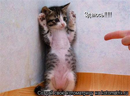 Здаюсь!!!!!... Котоматрица: Здаюсь!!!!!