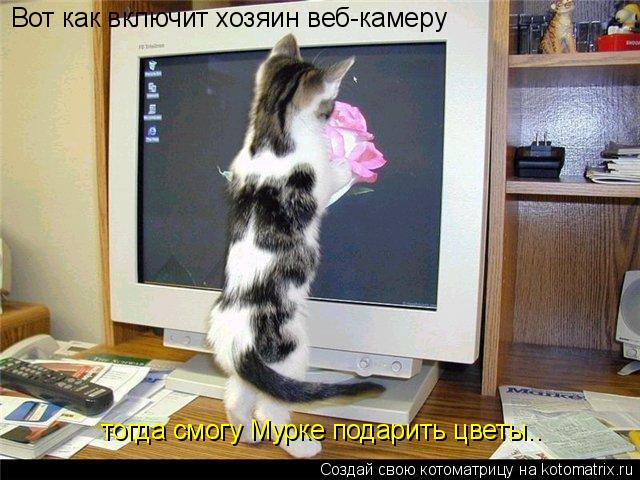 Вот как включит хозяин веб-камеру тогда смогу Мурке подарить цветы..... Котоматрица: Вот как включит хозяин веб-камеру тогда смогу Мурке подарить цветы..