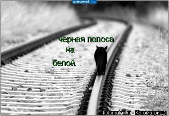 чёрная полоса на белой...... Котоматрица: чёрная полоса на белой...