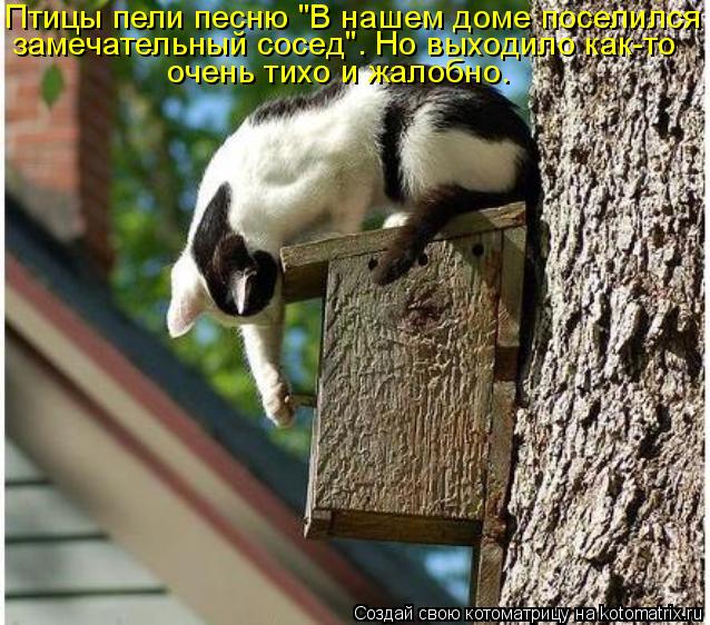 Птицы пели песню "В нашем доме поселился замечательный сосед". Но выходило как-то очень тихо и жалоб... Котоматрица: Птицы пели песню "В нашем доме поселился замечательный сосед". Но выходило как-то очень тихо и жалобно.