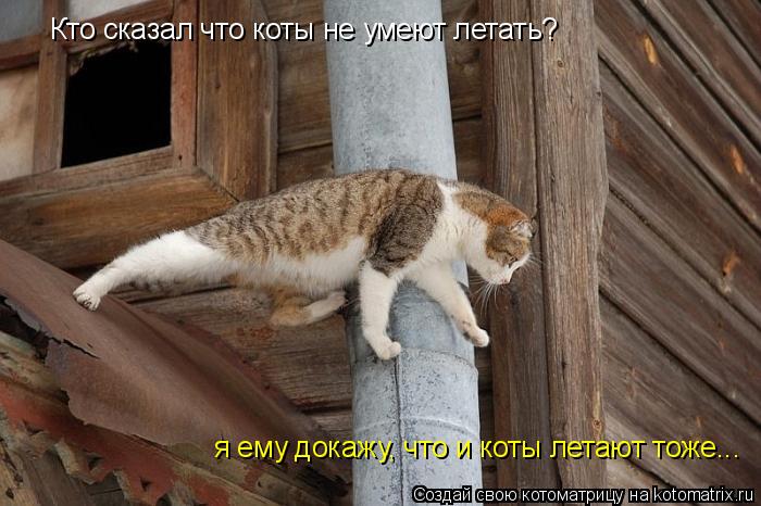 Кто сказал что коты не умеют летать? я ему докажу, что и коты летают тоже...... Котоматрица: Кто сказал что коты не умеют летать? я ему докажу, что и коты летают тоже...