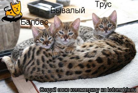 Трус Балбес Бывалый... Котоматрица: Трус Балбес Бывалый