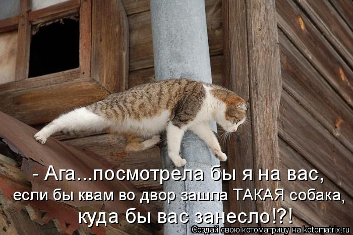 - Ага...посмотрела бы я на вас, если бы квам во двор зашла ТАКАЯ собака , куда бы вас занесло!?!... Котоматрица: - Ага...посмотрела бы я на вас, если бы квам во двор зашла ТАКАЯ собака , куда бы вас занесло!?!