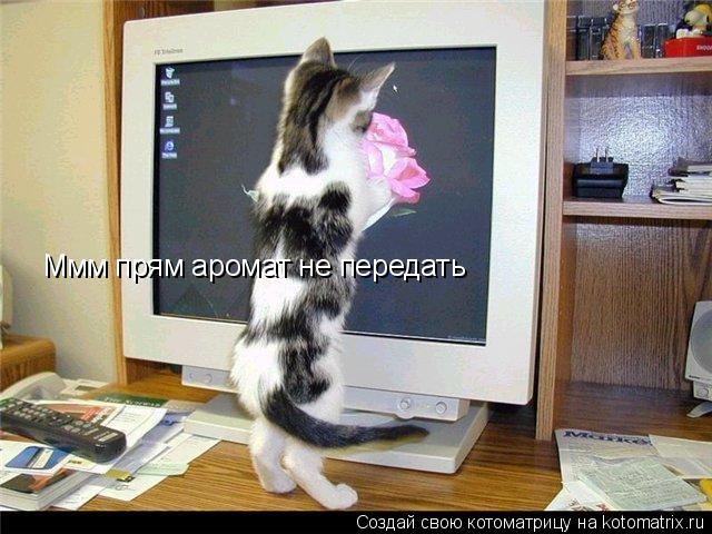 Ммм прям аромат не передать... Котоматрица: Ммм прям аромат не передать
