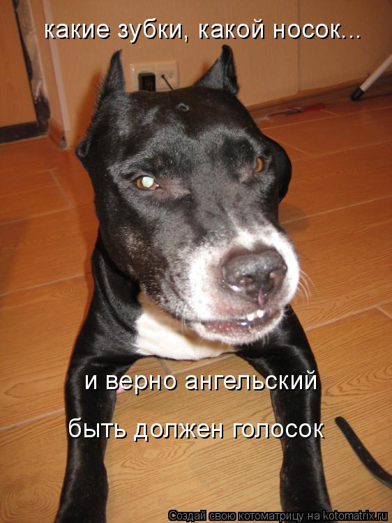 какие зубки, какой носок... и верно ангельский быть должен голосок... Котоматрица: какие зубки, какой носок... и верно ангельский быть должен голосок