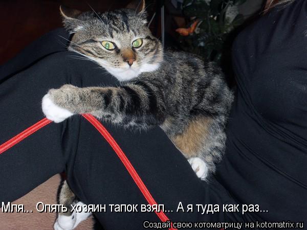 Мля... Опять хозяин тапок взял... А я туда как раз...... Котоматрица: Мля... Опять хозяин тапок взял... А я туда как раз...