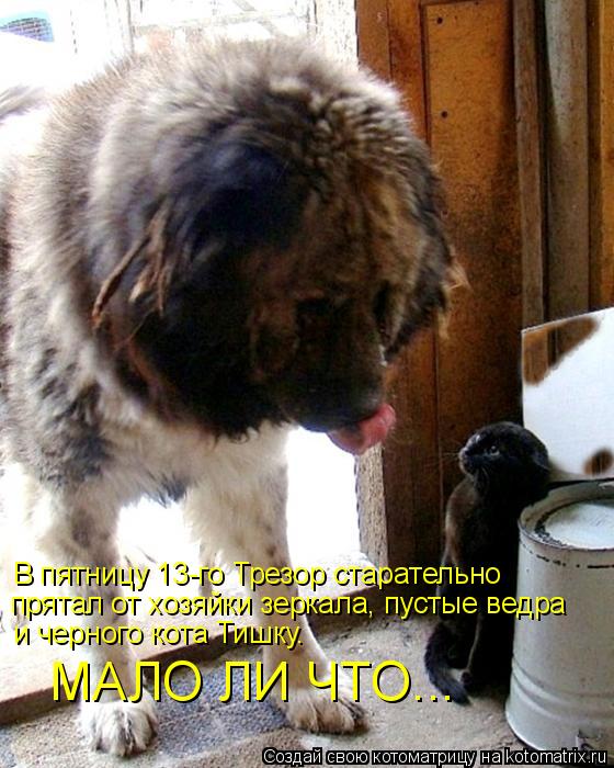 Котоматрица: В пятницу 13-го Трезор старательно прятал от хозяйки зеркала, пустые ведра  и черного кота Тишку. МАЛО ЛИ ЧТО...