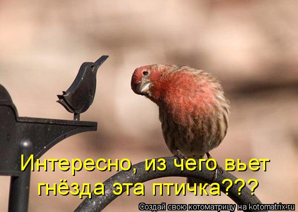 Интересно, из чего вьет гнёзда эта птичка???... Котоматрица: Интересно, из чего вьет гнёзда эта птичка???