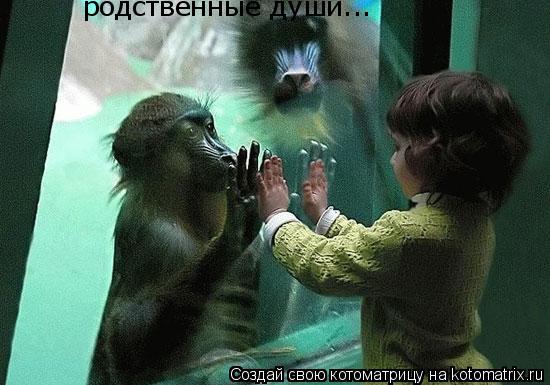 родственные души...... Котоматрица: родственные души...