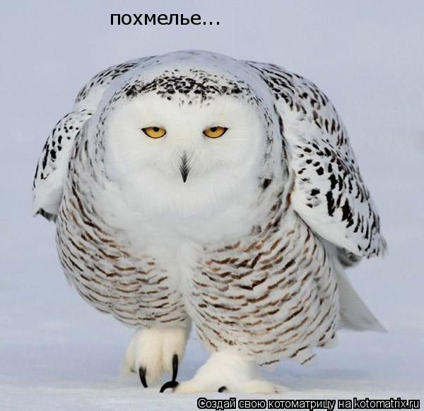 похмелье...... Котоматрица: похмелье...