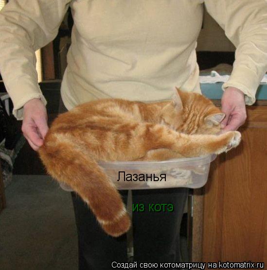 Лазанья из котэ... Котоматрица: Лазанья из котэ