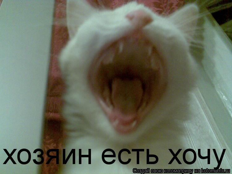 хозяин хозяин есть хочу... Котоматрица: хозяин хозяин есть хочу
