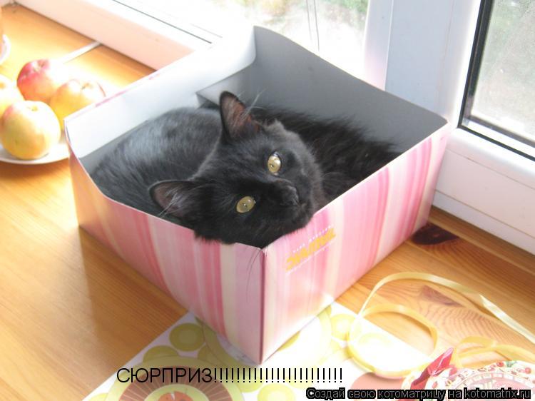 СЮРПРИЗ!!!!!!!!!!!!!!!!!!!!!!!... Котоматрица: СЮРПРИЗ!!!!!!!!!!!!!!!!!!!!!!!