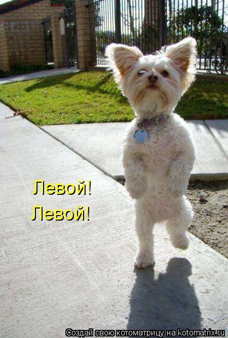 Левой! Левой!... Котоматрица: Левой! Левой!