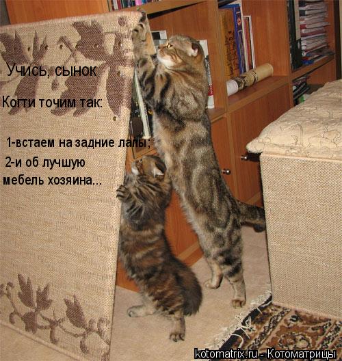 Учись, сынок Когти точим так: 1-встаем на задние лапы; 2-и об лучшую мебель хозяина...... Котоматрица: Учись, сынок Когти точим так: 1-встаем на задние лапы; 2-и об лучшую мебель хозяина...